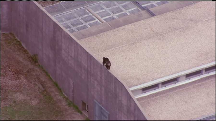 At least one chimpanzee escaped from its enclosure at the Kansas City Zoo on Thursday afternoon. These are images from NewsChopper 9 HD over the zoo, which saw a chimp climbing walls.