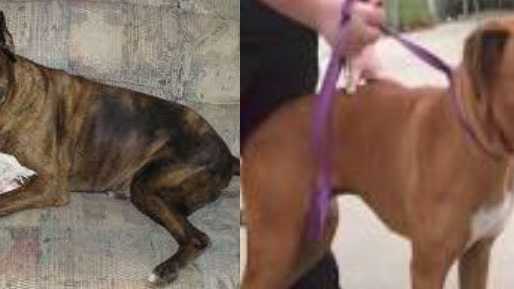 Police want to find two dogs in connection with bites and aggressive behavior. Investigators released photos of dogs that are not the ones they're looking for, but are the same breed and color.