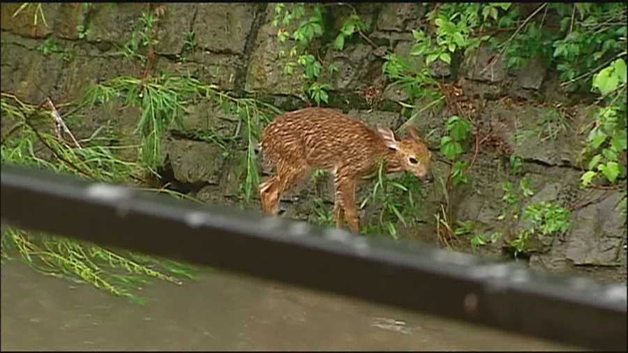 Firefighters said they worked to try to save a fawn that had been trapped in the high waters of a rain-swollen Kansas City creek.