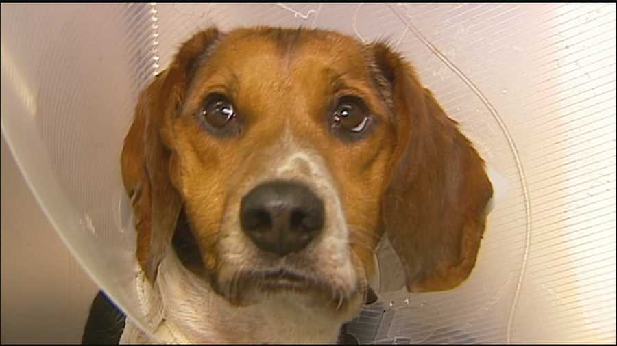 An Iraq War Veteran saves a beagle struck by a vehicle on Interstate 470 in Lee's Summit, Mo.