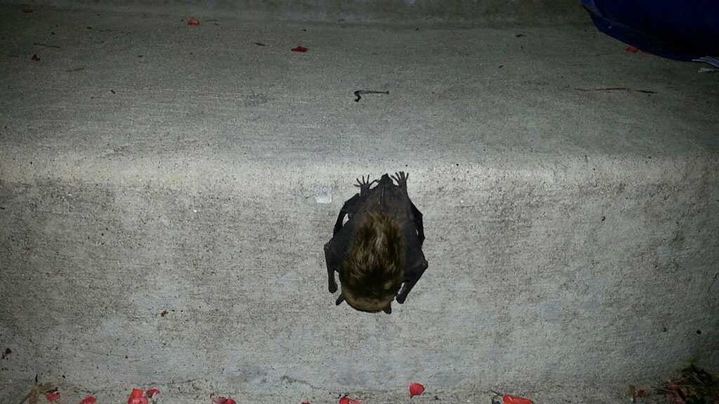 Rabid bat bites man in Lee's Summit