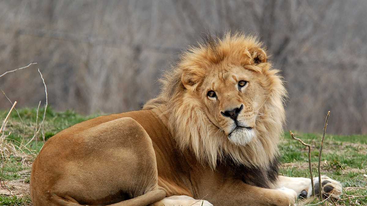 Kansas City Zoo's oldest male lion dead at 18