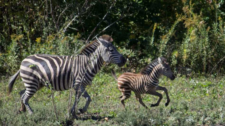 Zoey Zebra Filly 6 months old consigned ENDs 01/22 5pm EST - EWH