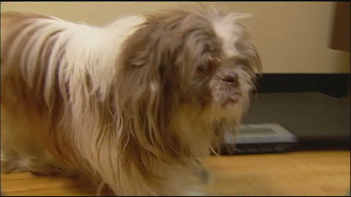 Extremely matted dog found in park now getting care