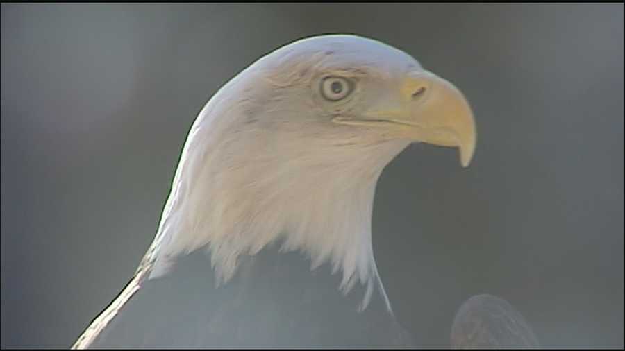 A wildlife expert doubts the recent killing of a bald eagle near a Kansas lake was an accident.