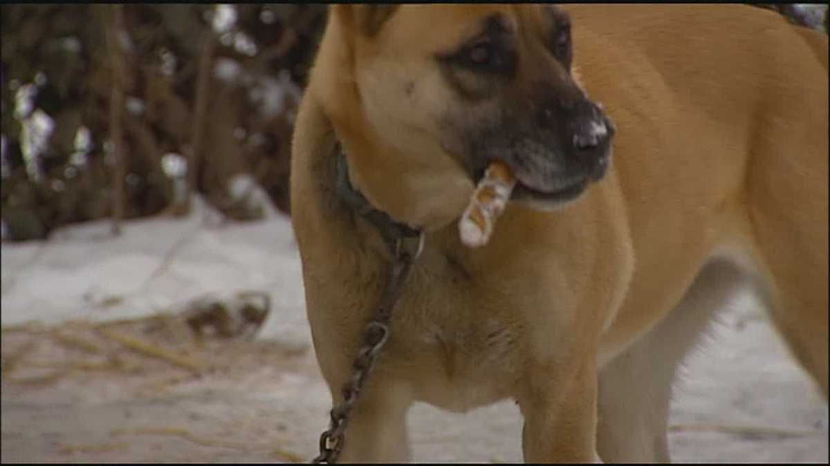 Chain of Hope delivers warmth to pets stuck outside in cold