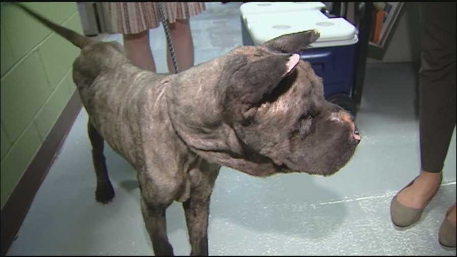 The KC Pet Project is asking for donations to help provide ongoing medical care for a neglected dog that arrived at its shelter Monday.