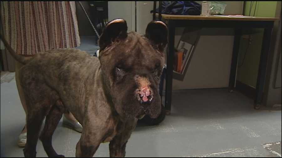 A dog that had been so badly abused and neglected he was nearly unrecognizable is on a road to recovery at the KC Pet Project.