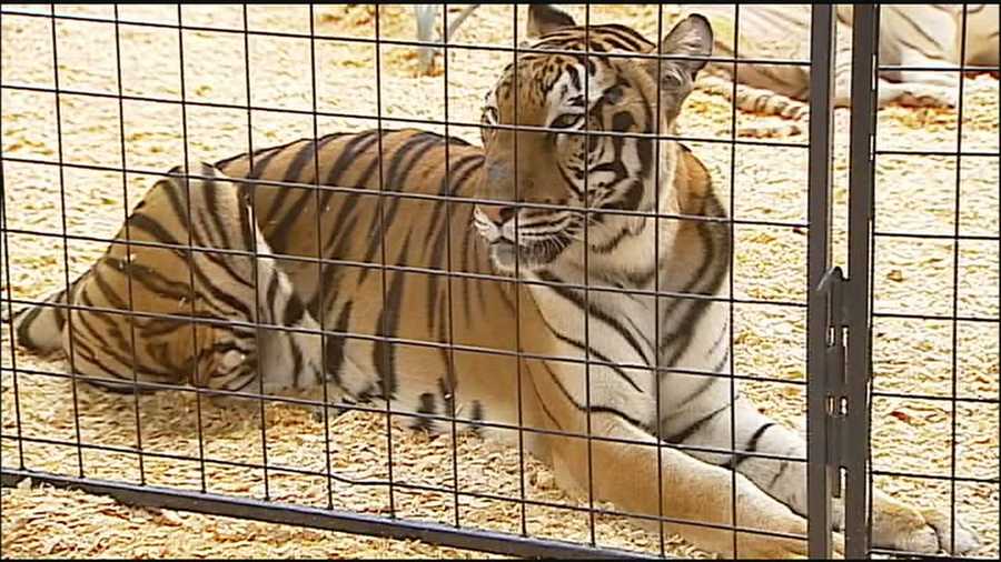 Some people visiting the Missouri State Fair this week express concerns about the health of two show tigers, saying the cats appear to be underfed.
