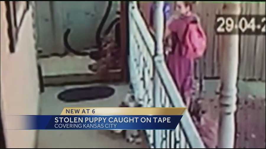 A Kansas City man is looking for his puppy after two people stole him, a theft that was caught on camera.
