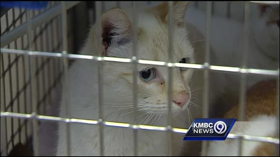 Kc Woman Wants Her 26 Seized Cats Back