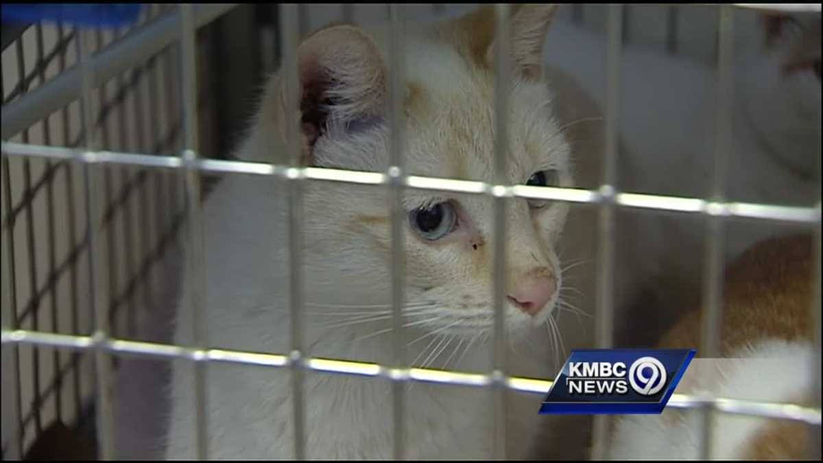 KC woman wants her 26 seized cats back