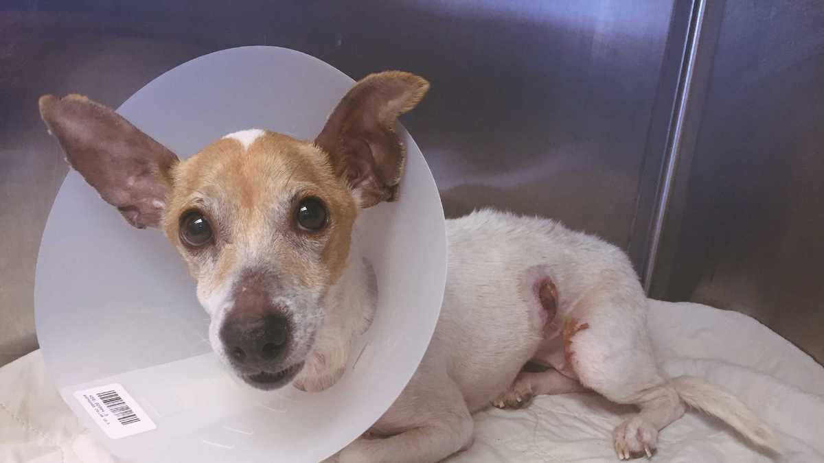 Stray dog found with Popsicle stick embedded in side