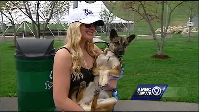 Kansas City Royals on X: 13/10 would recommend bringing doggos to Bark at  the Park.  / X