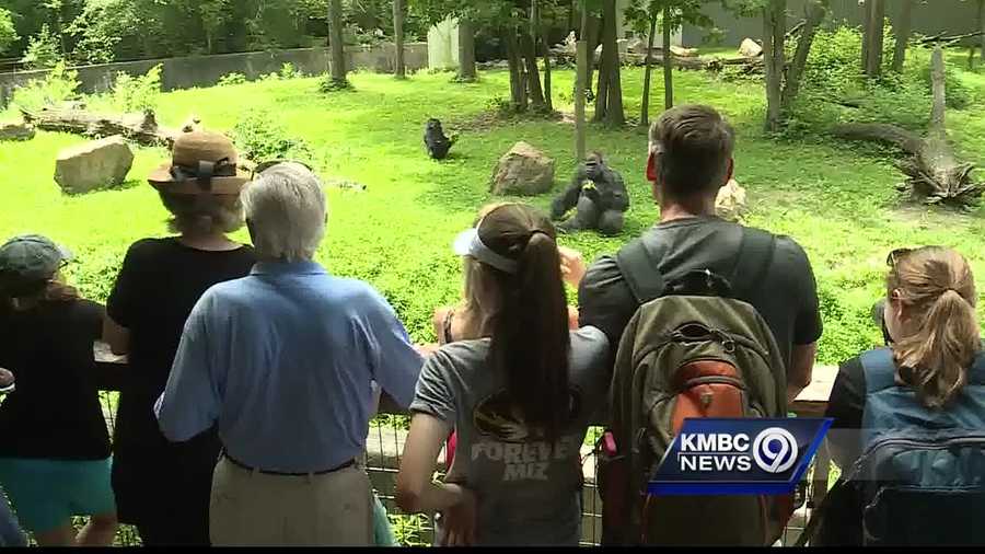KC Zoo visitors confident of safety at gorilla exhibit