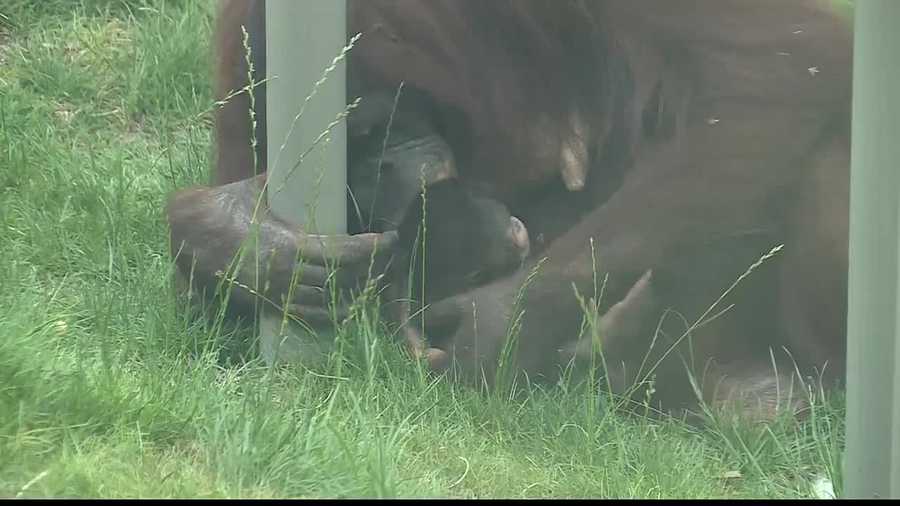 A baby Bornean orangutan is now on display at the Kansas City Zoo.