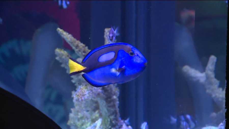 KC's Sea Life Aquarium has real 'Dory' on display