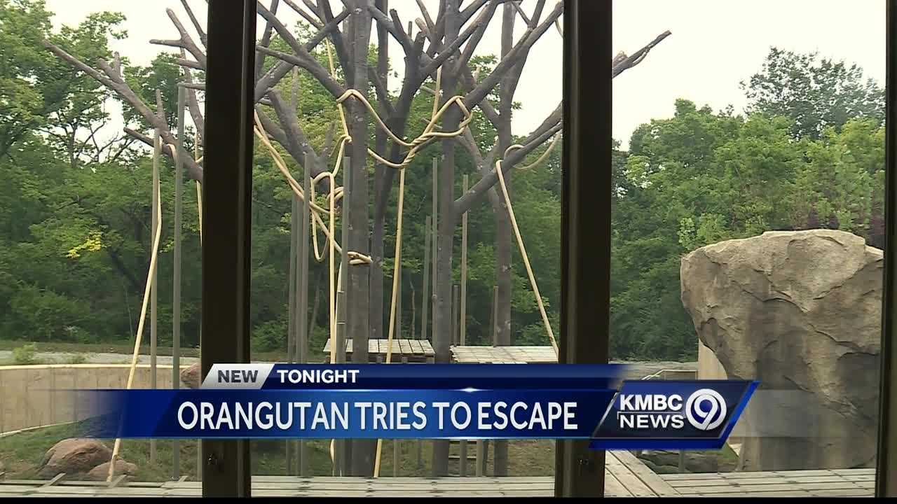 KC Zoo placed on brief lockdown after orangutan's near-escape