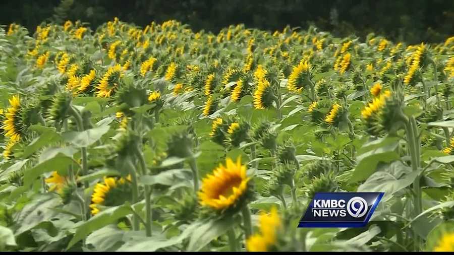 Labor Day weekend marks the unofficial end of summer, but the start of an annual tradition at a farm in the Lawrence area.