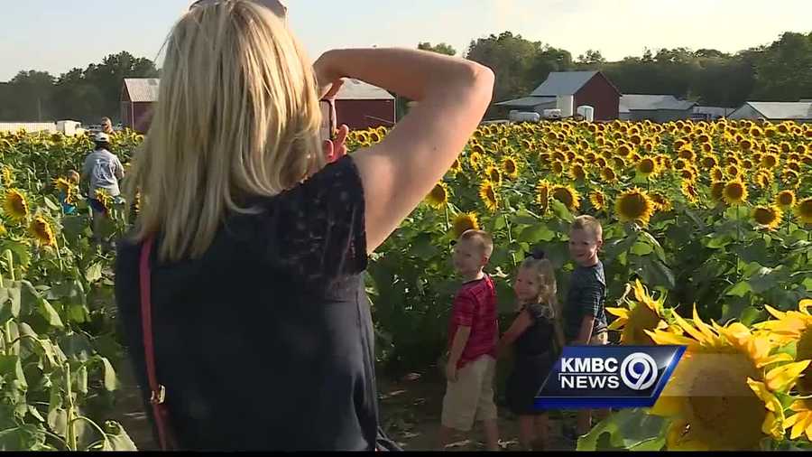 Grinter Farms was asked to shut down its popular sunflower field for a short time Monday because of heavy traffic and crashes in the area.