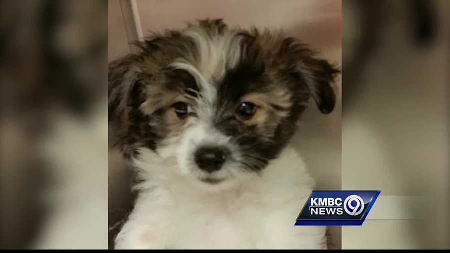 A Mission pet rescue and adoption center is looking for a stolen puppy.