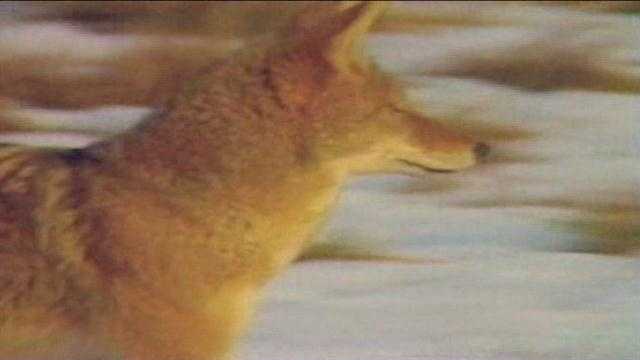 Many have expressed their dismay with a planned coyote hunting contest