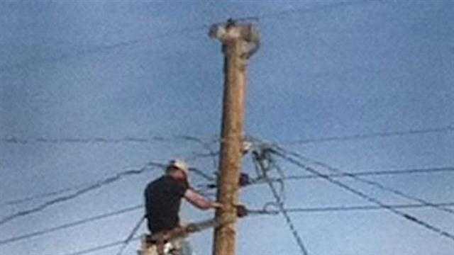 SF cops use cat to coax suicidal man off ledge