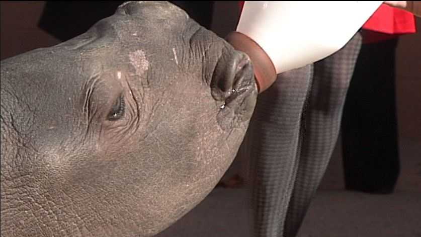 Photos: Meet the Zoo's new baby rhino