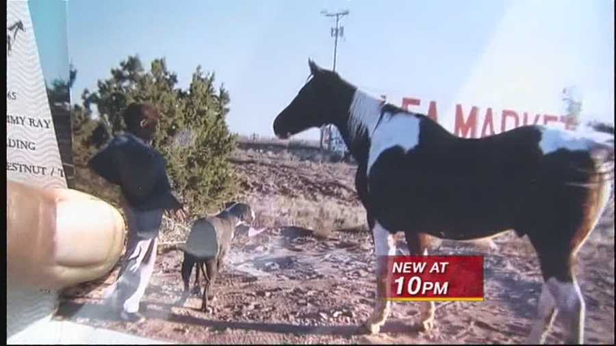 A tragic end for one horse’s playful morning in Santa Fe.