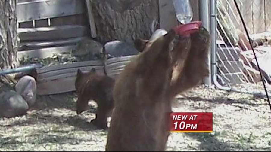 Animal advocate asks state to feed starving bears