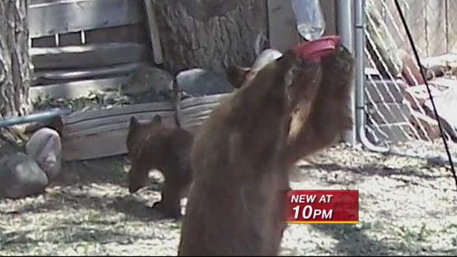 Animal advocate asks state to feed starving bears Animal advocate asks state to feed starving bears