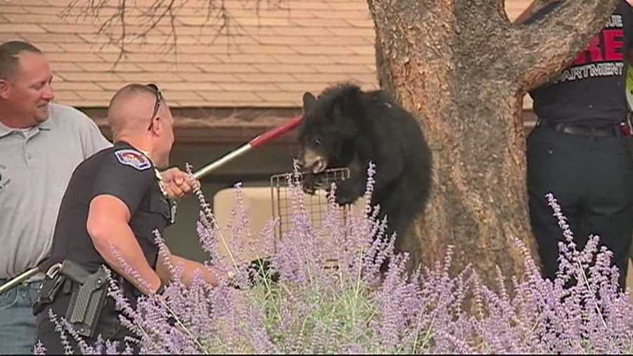 More than 50 Albuquerque bear sightings have occurred in 2013