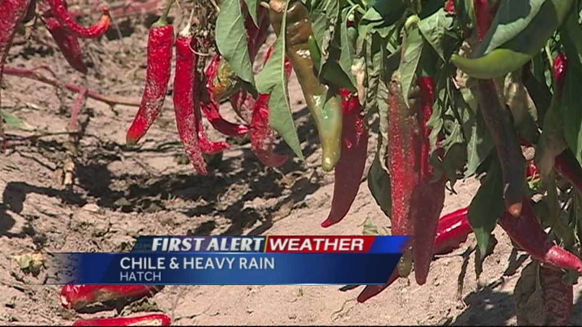 Heavy rain both good, bad for chile crop