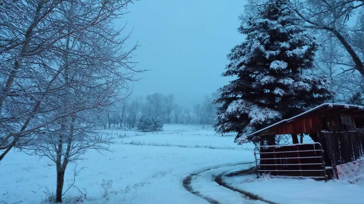 New Mexicans Share Photos, Videos Of Snow On U Local