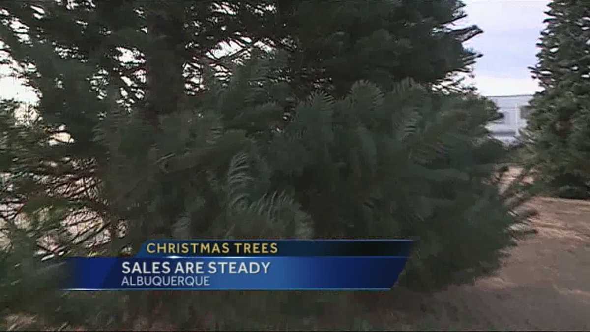 Christmas tree business booming