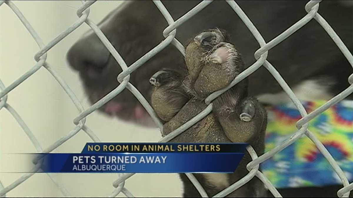 Albuquerque animal shelters turning pets away