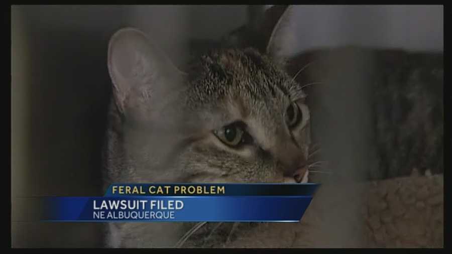 Thousands of Albuquerque feral cats are at the center of a recently filed lawsuit.