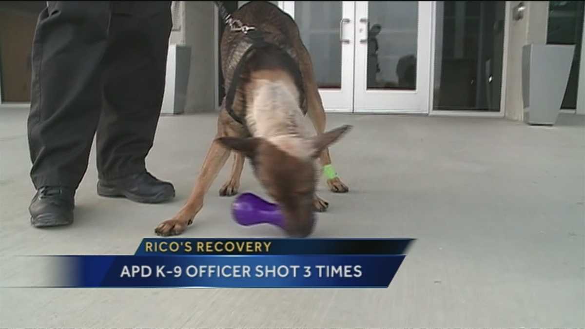 Police dog recovering after being shot