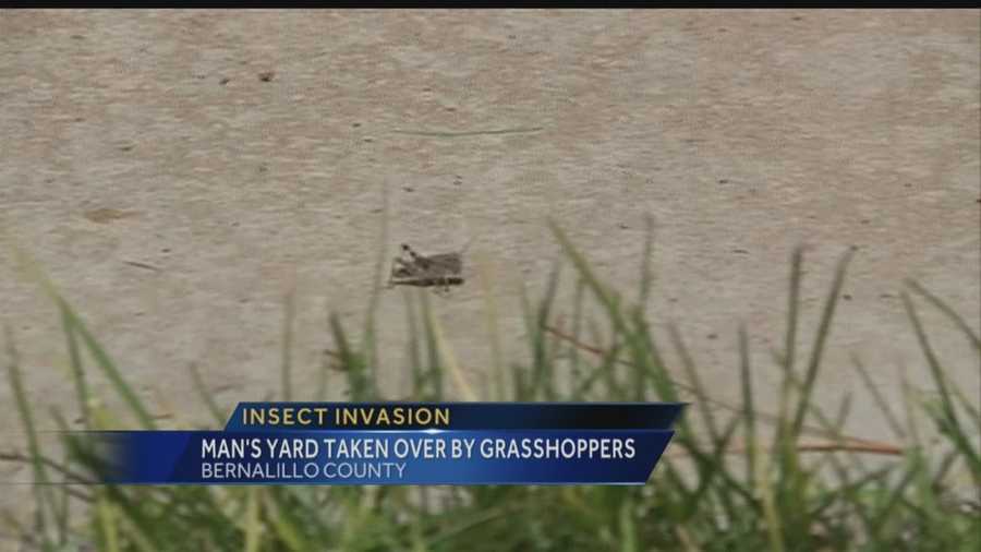 Check out BernCo's insect invasion