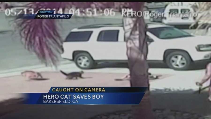 Caught on camera, an amazing save, a cat fought off a dog who attacked a little boy.