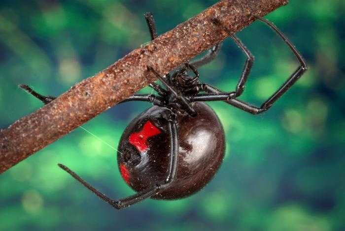 10 most painful stings, bites in the animal world 10 most painful stings, bites in the animal world