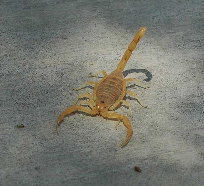 10 most painful stings, bites in the animal world 10 most painful stings, bites in the animal world