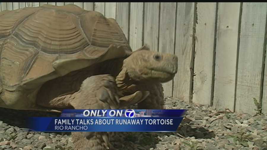 An 80 pound tortoise ran away from a home in Rio Rancho recently and ended up a half mile away.