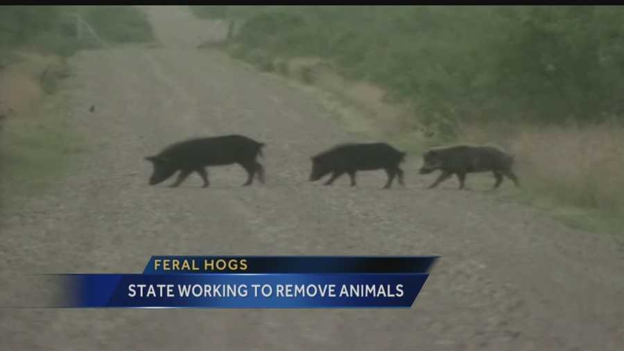 New Mexico’s battle against destructive feral swine is a year and a half old, and there are now 10 fewer counties with the swine running free.