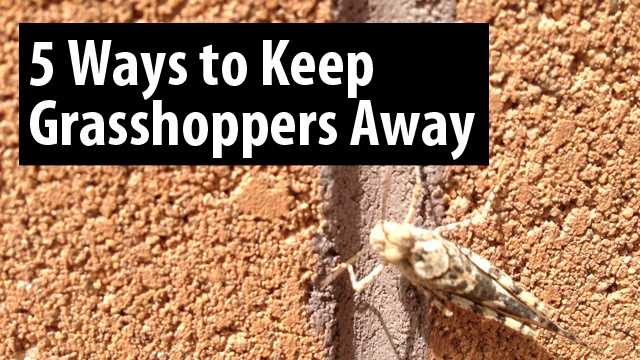 In case you missed it, a ton of grasshoppers are hopping around Albuquerque. If these insects bug you, try these five tips to keep grasshoppers away from mypestprevention.com