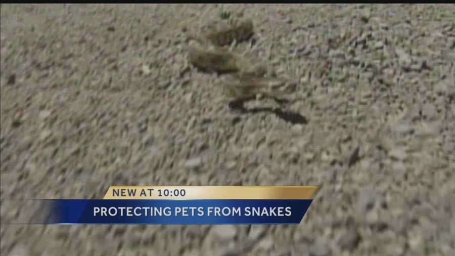 All the rain is bringing reptiles and critters out of their homes, but residents of flood areas have been warned to be on the lookout for Rattlesnakes.