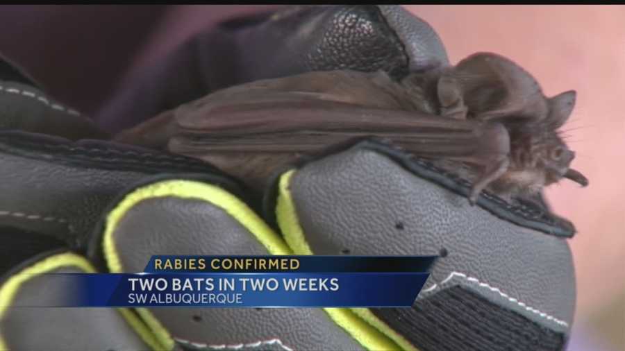 Two bats found in the South Valley have tested positive for rabies, health officials confirmed Wednesday.