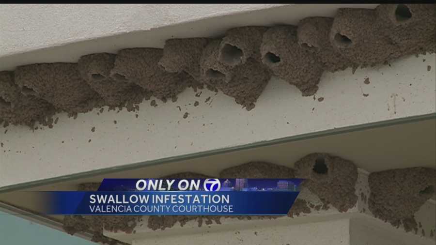 A big problem with birds at the Valencia County District courthouse.
