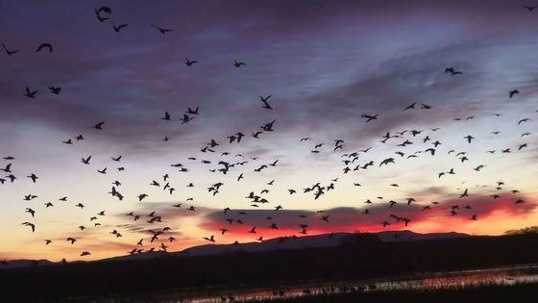 25.       Go to the Bosque del Apache National Wildlife Refuge and see a bird
