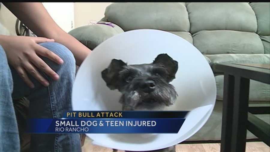 An area family said two pit bulls tore up their dog, and when their teen daughter tried to save it, the dog got her too.